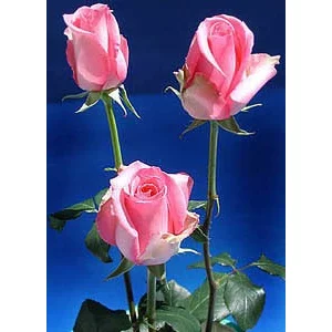 Роза "Pavarotti"