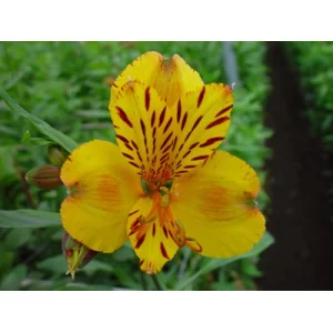 Ямайка Ямайка